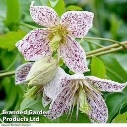 Clematis All Season Collection -Garden Plants ADEVNT BELLS