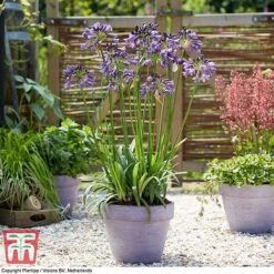 Agapanthus 'Poppin' Purple' -Garden Plants AGAP KB2781 C