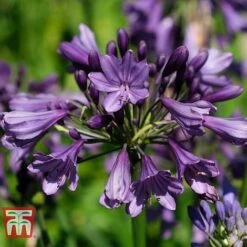 Agapanthus 'Poppin' Purple' -Garden Plants AGAP KB2781 D