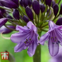 Agapanthus 'Poppin' Purple' -Garden Plants AGAP KB2781 E