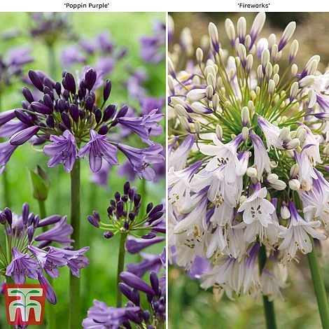 Agapanthus Duo Fireworks & Poppin Purple 3 Agapanthus Duo Fireworks & Poppin Purple