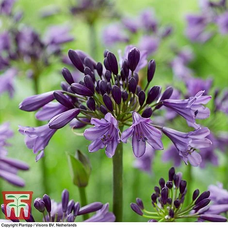 Agapanthus Duo Fireworks & Poppin Purple 4 Agapanthus Duo Fireworks & Poppin Purple - Image 2