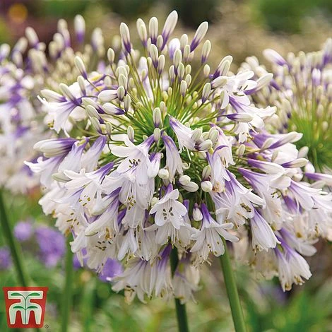 Agapanthus Duo Fireworks & Poppin Purple 5 Agapanthus Duo Fireworks & Poppin Purple - Image 3