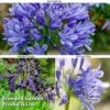 Agapanthus Blue Trio -Garden Plants AGAP MH8370 A