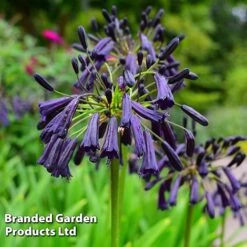 Agapanthus Blue Trio -Garden Plants AGAP MH8370 C