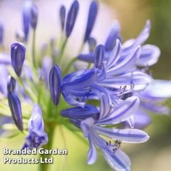 Agapanthus Blue Trio -Garden Plants AGAP MH8370 D