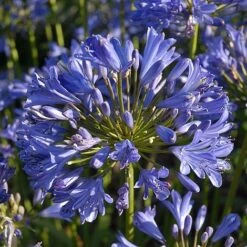 Agapanthus 'Seastorm' -Garden Plants AGAP T73748 C h