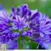 Agapanthus 'Brilliant Blue' 2 Agapanthus 'Brilliant Blue' -Garden Plants AGAP T80253 A