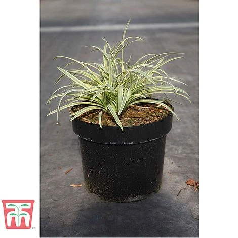 Agapanthus 'Golden Drop' 4 Agapanthus 'Golden Drop' - Image 2