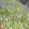 Agapanthus 'Golden Drop' -Garden Plants AGAP TKA3070 B
