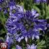 Agapanthus 'Ever Sapphire' -Garden Plants AGAP TKA3940 A