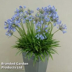 Agapanthus Duo -Garden Plants AGAP BLUESTORM S343011