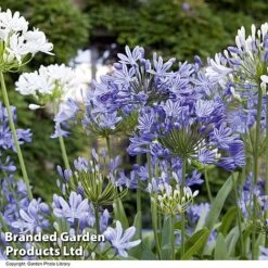 Summer Plant & Seed Collection -Garden Plants AGAP BLUEWHITE H643111
