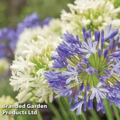 Summer Plant Collection -Garden Plants AGAP BLUEWHITE L08446