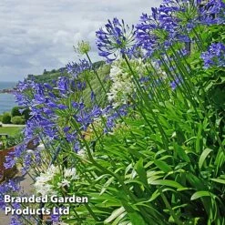 Summer Plant Collection -Garden Plants AGAP BLUEWHITE L25347