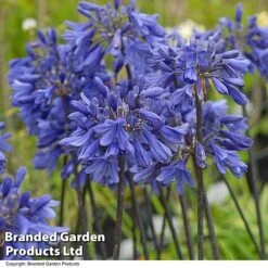 Agapanthus 'Ever Sapphire' -Garden Plants AGAP EVERSAPPH T13440