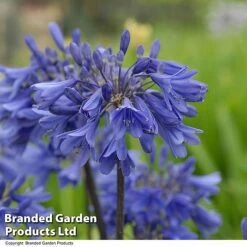 Agapanthus 'Ever Sapphire' -Garden Plants AGAP EVERSAPPH T134411