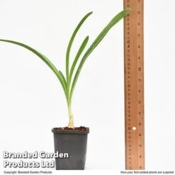 Agapanthus Inapertus 'Midnight Cascade' 7 Agapanthus Inapertus 'Midnight Cascade' -Garden Plants AGAP MIDNIG9CM T48365