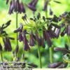 Agapanthus Midnight Cascade Collection -Garden Plants AGAP MIDNIGHTC W38311A201