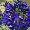 Agapanthus 'Midnight Sky' -Garden Plants AGAP MIDNIGHTS H42323