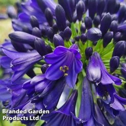 Agapanthus 'Midnight Sky' -Garden Plants AGAP MIDNIGHTS H44687
