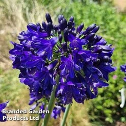 Agapanthus 'Midnight Sky' -Garden Plants AGAP MIDNIGHTS H44688