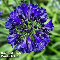 Agapanthus 'Midnight Sky' -Garden Plants AGAP MIDNIGHTS H44689