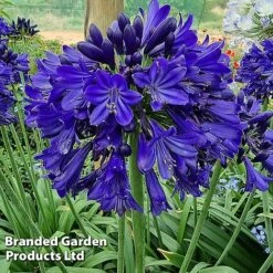 Agapanthus 'Midnight Sky' -Garden Plants AGAP MIDNIGHTS H44690