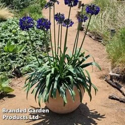 Agapanthus 'Midnight Sky' -Garden Plants AGAP MIDNIGHTS H44691