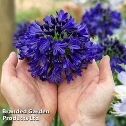 Agapanthus 'Midnight Sky' -Garden Plants AGAP MIDNIGHTS H44692