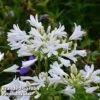 Agapanthus Africanus 'Pitchoune White' -Garden Plants AGAP PITCHWHIT S51032