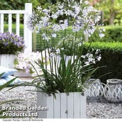 Agapanthus Duo -Garden Plants AGAP TWISTER S06877