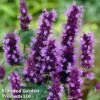 Agastache Little Adder -Garden Plants AGAS KC9181 A