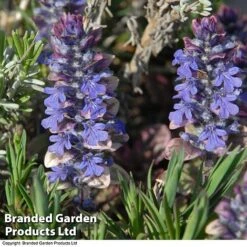 Ajuga Reptans 'Burgundy Glow' -Garden Plants AJUG KA4174 C