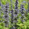 Ajuga Reptans 'Catlins Giant' -Garden Plants AJUG T57681 A h