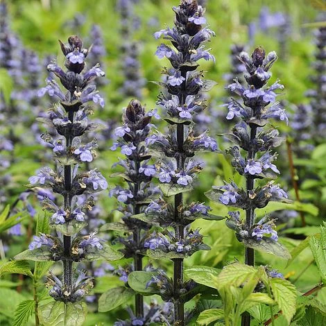 Ajuga Reptans 'Catlins Giant' 3 Ajuga Reptans 'Catlins Giant'