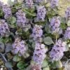 Ajuga Reptans 'Black Scallop' -Garden Plants AJUG T62186 A h