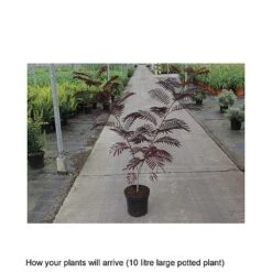 Albizia Julibrissin 'Summer Chocolate' 9 Albizia Julibrissin 'Summer Chocolate' -Garden Plants ALBI T67854 B h