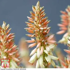 Aloe 'Safari Sunrise' -Garden Plants ALOE KB4736 B
