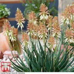 Aloe 'Safari Sunrise' -Garden Plants ALOE KB4736 D