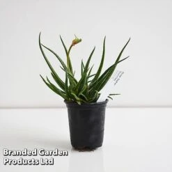 Aloe 'Safari Sunrise' -Garden Plants ALOE SAFARI9CM T44653