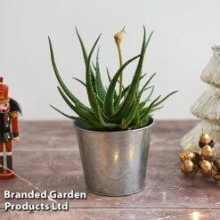 Aloe 'Safari Sunrise' -Garden Plants ALOE SAFARISUN T44655