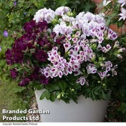 Alstroemeria Inticancha 'Purple Passion Collection' -Garden Plants ALST PURPLEPAS T44371