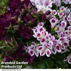 Alstroemeria Inticancha 'Purple Passion Collection' -Garden Plants ALST PURPLEPAS T44374
