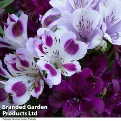Alstroemeria Inticancha 'Purple Passion Collection' -Garden Plants ALST PURPLEPAS T44378