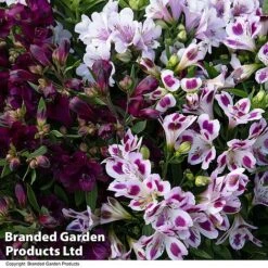 Alstroemeria Inticancha 'Purple Passion Collection' -Garden Plants ALST PURPLEPAS T44381