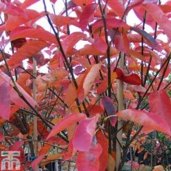 Amelanchier Canadensis -Garden Plants AMEL TKA0959 A
