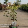 Amelanchier 'Ballerina' -Garden Plants AMEL BALLERI5L S45246