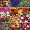 Nurseryman's Choice Summer Annual Plants -Garden Plants ANNU T47471 A h