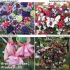 Annual Favourites Mix -Garden Plants ANNUA FAVOURITES1